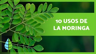 10 BENEFICIOS de la MORINGA que no CONOCÍAS 🌿 [upl. by Ingham]