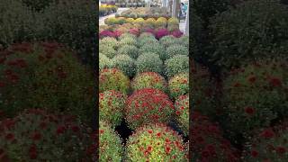 Check out this huge garden gallery garden flowers love nature greenhouse plant flower summer [upl. by Aiveneg]