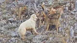 Sheep Dog Fends Off Entire pack of wolves by itself [upl. by Airbmak464]