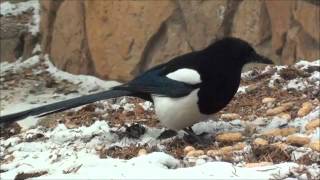 THE THIEVING MAGPIE  ROSSINI [upl. by Oicirtap]