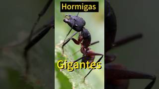 La Más Temida de los hormigueros🤯 [upl. by Ardet]