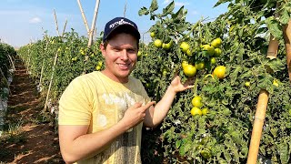 TOMATE ÓTIMA OPÇÃO DE RENDA PARA O PEQUENO PRODUTOR [upl. by Elyrad]