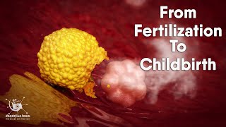 from fertilization to childbirth  3d medical animation  by Dandelion Team [upl. by Ahsilrak]