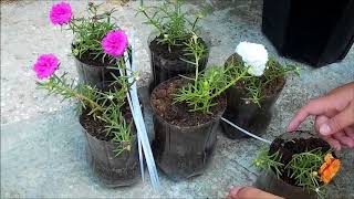 Rose Moss Plant in Plastic Bottles on Wooden Holder DIY for Portulaca Grandiflora [upl. by Yrtnahc193]