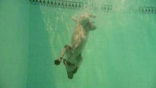 Diving Labrador Retriever  Diving Dog Labrador Retriever buceador Perro buceador [upl. by Shiller]