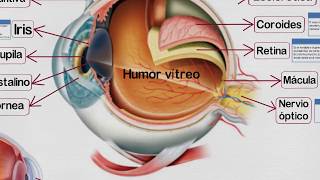 🔵 Partes del OJO HUMANO y sus Funciones ✔️ [upl. by Hashum]