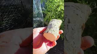 Easy Way to Grow Horseradish [upl. by Sauveur]