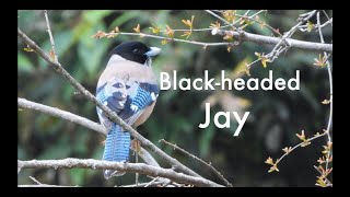 Majestic BlackHeaded Jay Calls Up Close and Personal [upl. by Dnalyag]