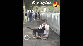 බව්වොන්ට ආදරේ සුදු අයියෙක් ❤  Dogs Lover  Treat Dogs  street Dogs amp traveller  Pet Talk [upl. by Annot420]