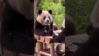 Este oso panda se sorprendió humor [upl. by Edy]