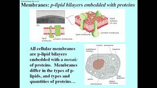 278 Properties of Proteins Embedded in a Phospholipid Bilayer [upl. by Nathanoj]