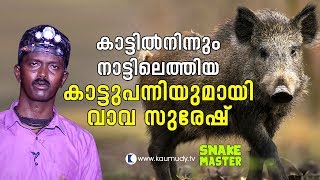 OMG Vava Suresh with a wild boar that came out from the wild  Vava Suresh  Snakemaster [upl. by Rondon610]