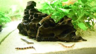 Kuhli Loaches  feeding [upl. by Submuloc]