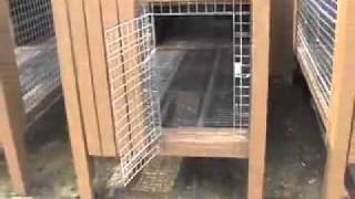 Easy Kennel Raised Dog Kennel Design [upl. by Airogerg]