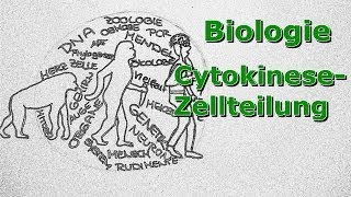 Cytokinese  Zellteilung [upl. by Elyod]