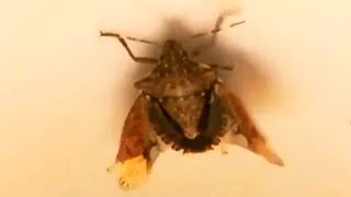 Bug buzzing  sounds  noises  Insect Stink  Flapping wings [upl. by Kaule]