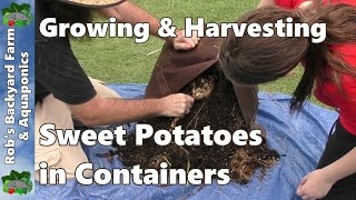 Growing amp Harvesting Sweet Potatoes in Containers [upl. by Arza371]