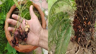 Propagation of Sago Palm  Cycas plant pups harvest  How to propagate Cycas plant [upl. by Juliette]