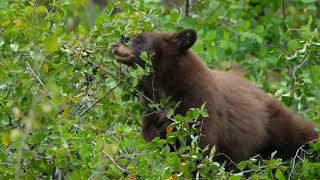 Bears and Berries [upl. by Glanville563]