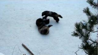 Wolverines playing in the snow [upl. by Ahsinat924]