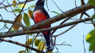 Aves do Brasil O canto do Surucuá de Barriga Vermelha  Trogon curucui  Bluecrowned Trogon [upl. by Asikal]