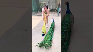 यह आदमी Peacock को घर मे ही पालता है 😯  shorts [upl. by Ekaterina]