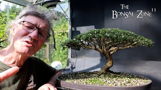 Preparing My Serissa for the Bonsai Shows Part 2 The Bonsai Zone Aug 2024 [upl. by Ahsea]