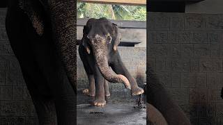 Elephants Are Way Smarter Than You Thought [upl. by Esylle]