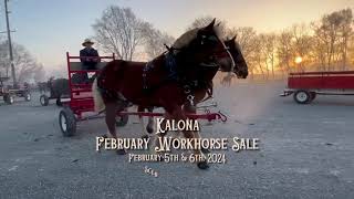 2024 February Workhorse Special  Kalona Sales Barn Inc Kalona Iowa [upl. by Amerak]