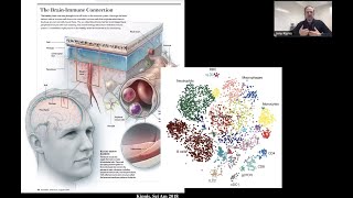 Immunological uniqueness of brain borders by Dr Jony Kipnis [upl. by Priest]