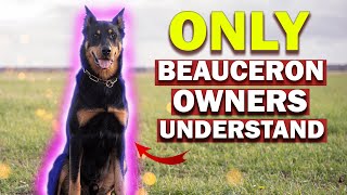 You have to know These 10 tips BEFORE buying a Beauceron [upl. by Frangos]