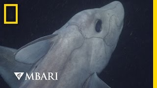 Ghost Shark Caught on Camera for the First Time  National Geographic [upl. by Lucita]