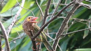 🐦 A Day Out With The Brown Headed Barbet 🌿 [upl. by Zoes275]