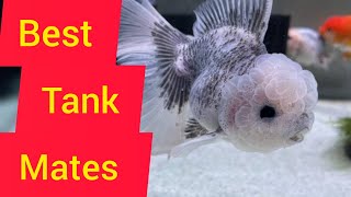 Best Tank Mates of Goldfish ll 13 ideal Tank Mates ll GOLDFISH Tank Mate VARIETIES [upl. by Shumway]