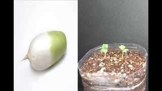 무 어디까지 키워봤니 Growing radish Time Lapse 무 타임랩스 radish Timelapse [upl. by Emmons]