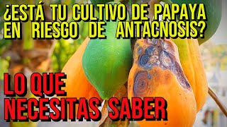 La antracnosis de la papaya explicada causas síntomas y soluciones [upl. by Marja]