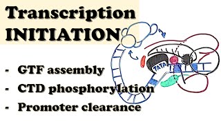 Eukaryotic Transcription INITIATION  GTF assembly CTD phosphorylation Promoter escapeclearance [upl. by Mortie]