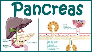 Pancreas  Endocrine and exocrine pancreas overview  Heterocrine gland Animated biology with Arpan [upl. by Mullins]