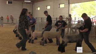 Large Animal Round Robin at Scotts Bluff County Fair 2024 [upl. by Reisinger]