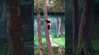 Have you ever seen how a panda descends from a tree 熊猫下树 [upl. by Jase359]