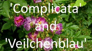 Complicata and Veilchenblau [upl. by Judah]