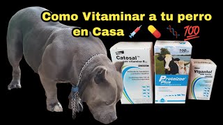 Como VITAMINAR a tu Perro Americanbully o Exoticbullys  in Casa Para subir tamaño de cuerpo [upl. by Dud]