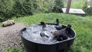 Top Moments Of Cuteness And Rascality At The Oregon Zoo [upl. by Salvatore]