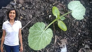 How to Grow Zucchini From Seeds  First 6 Weeks with actual results [upl. by Assital]