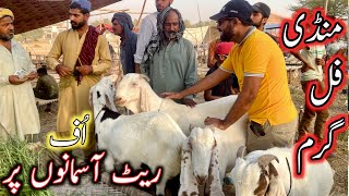 bakra mandi 2024  bakra mandi lahore  mandi 2024 [upl. by Childers699]