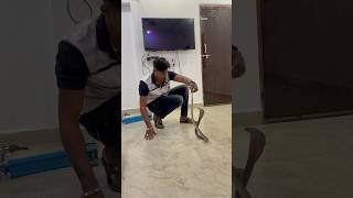 अच्छा हुआ घर में किसी को कुछ नहीं किया ईस सप ने😱snake cobrarescue cobra spectaclecobra animal [upl. by Odilo]