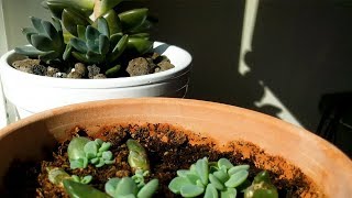 Succulent Propagation TimeLapse [upl. by Anisamoht598]