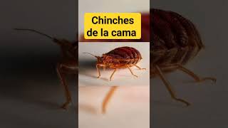 CHINCHES DE LA CAMA chinches [upl. by Brown]