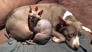 Sphinx was Passing and the Vet Could Do Nothing So He Placed a Kitten Next to the Pitbull and Wait [upl. by Weig]