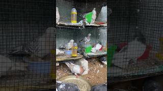 My loft breeding setup for tumbler pigeons [upl. by Beore]